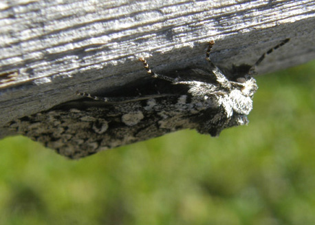 Xestia (Pachnobia) cfr. speciosa (Noctuidae)