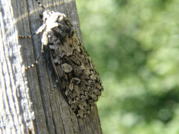 Xestia (Pachnobia) cfr. speciosa (Noctuidae)