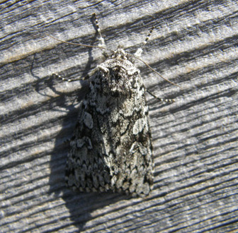 Xestia (Pachnobia) cfr. speciosa (Noctuidae)