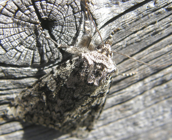 Xestia (Pachnobia) cfr. speciosa (Noctuidae)