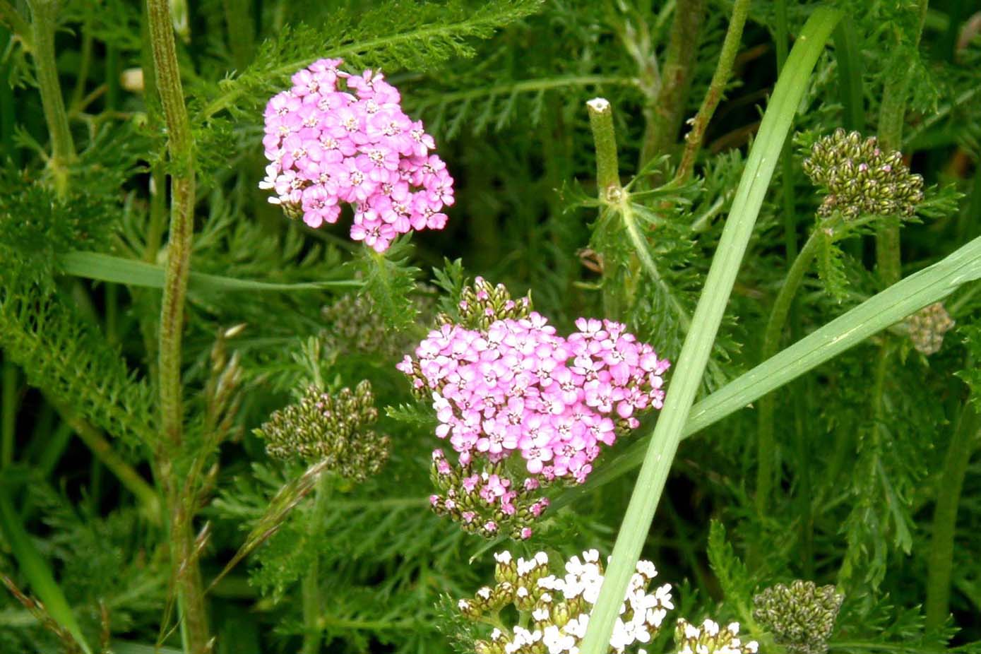 Achillea millefolium