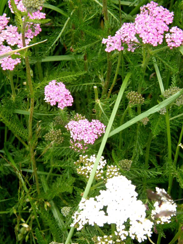 Achillea millefolium