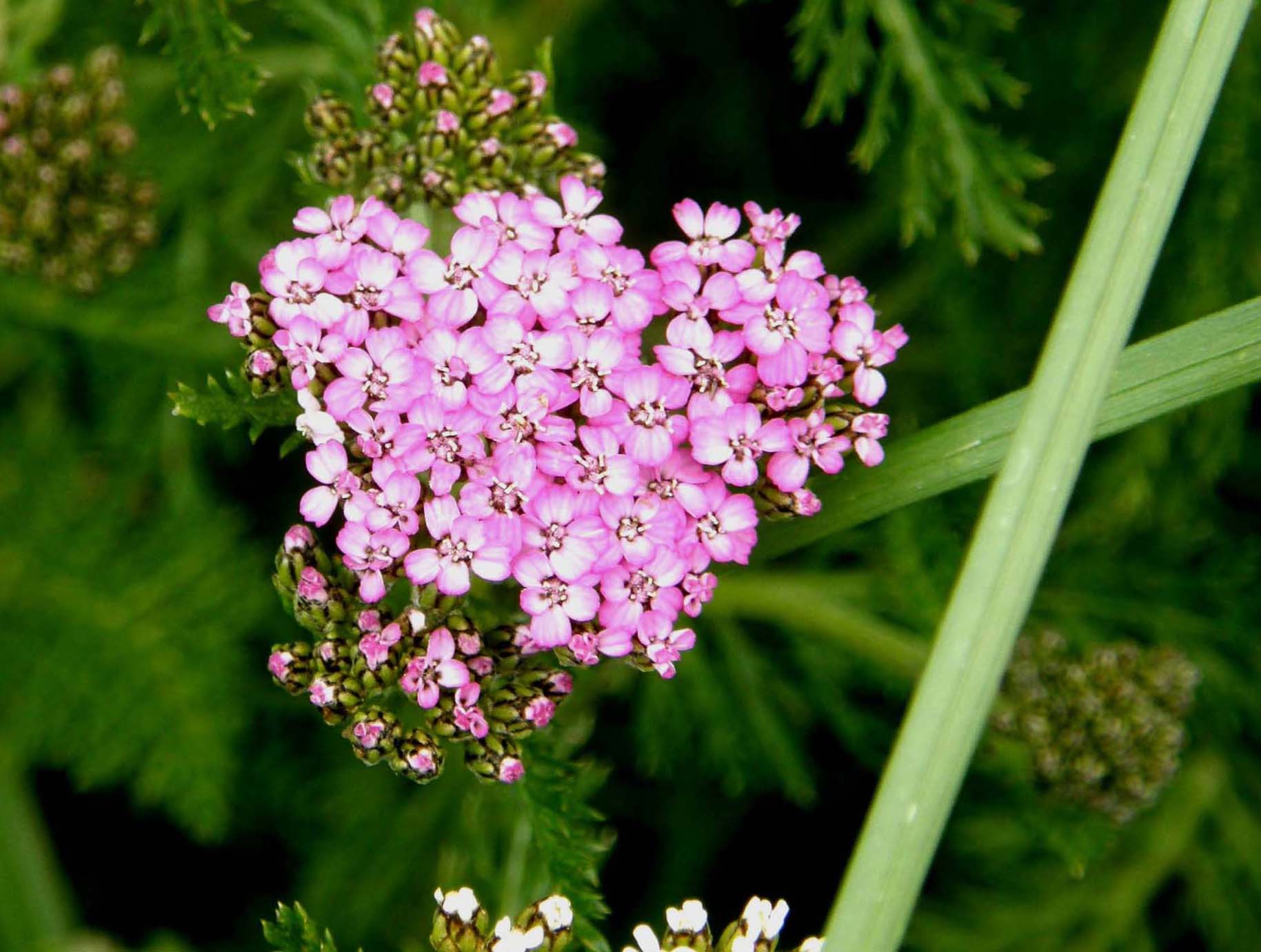 Achillea millefolium
