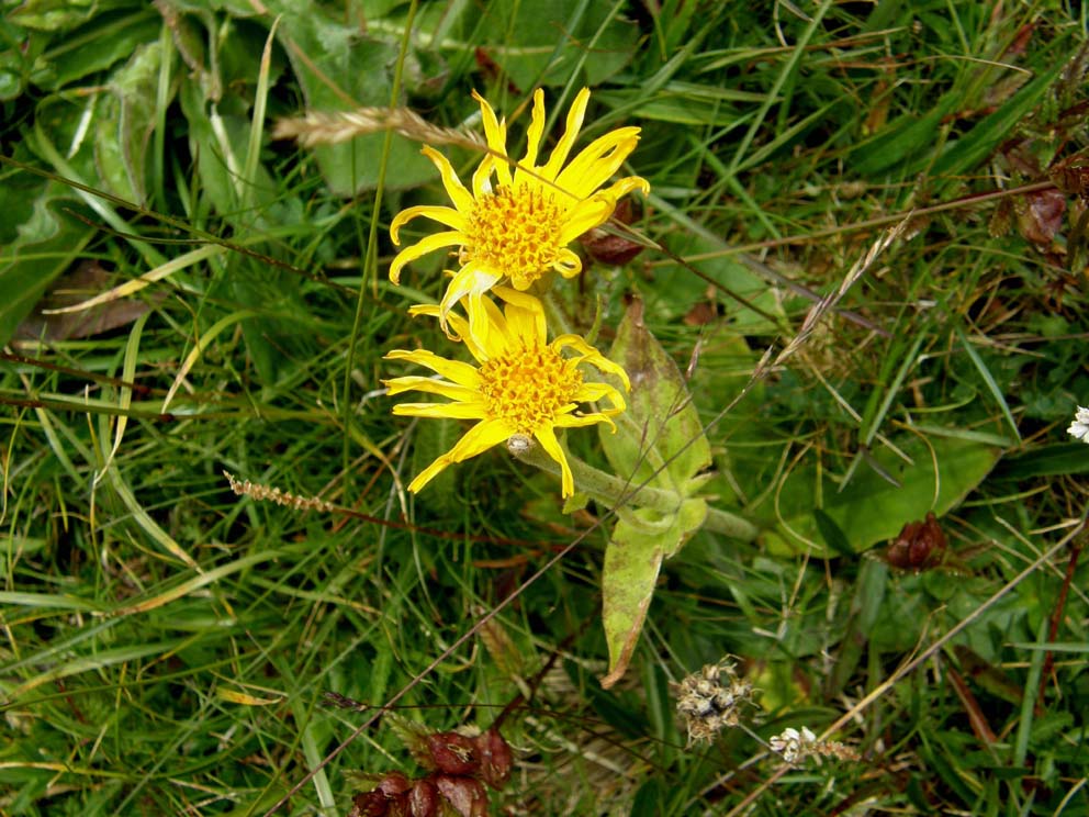 Arnica montana / Arnica