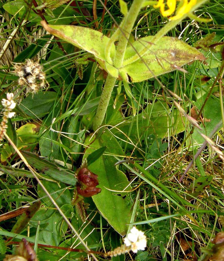 Arnica montana / Arnica