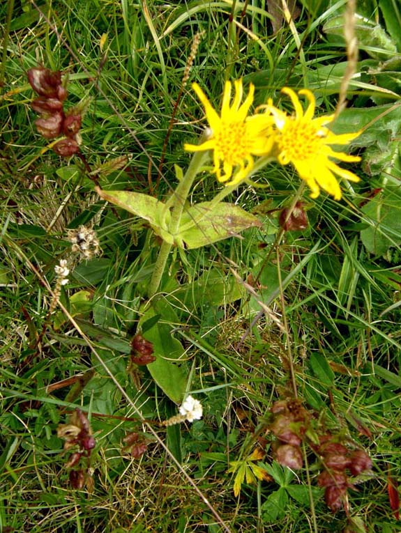 Arnica montana / Arnica