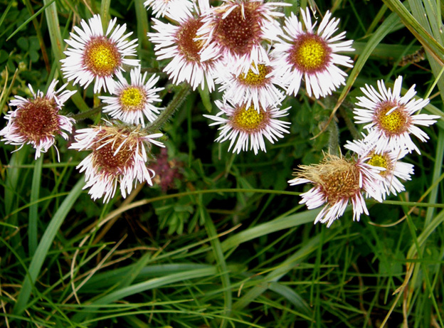 Erigeron cfr. alpinus (Asteraceae)
