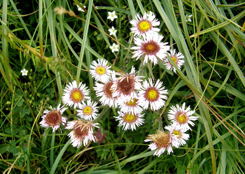 Erigeron cfr. alpinus (Asteraceae)