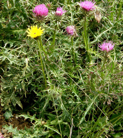 Carduus defloratus ssp. tridentinus