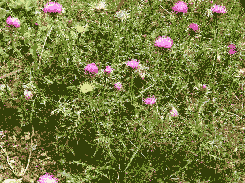 Carduus defloratus ssp. tridentinus