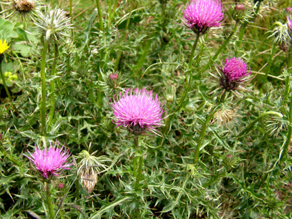 Carduus defloratus ssp. tridentinus