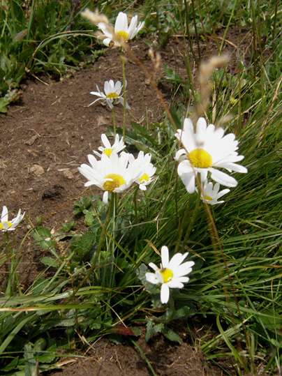 Leucanthemum vulgare  (Asteraceae)