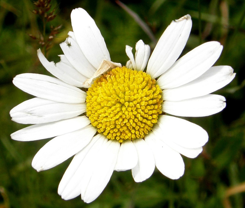 Leucanthemum vulgare  (Asteraceae)