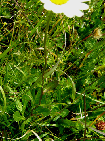 Leucanthemum vulgare  (Asteraceae)