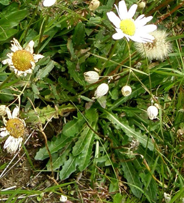 Leucanthemum vulgare  (Asteraceae)