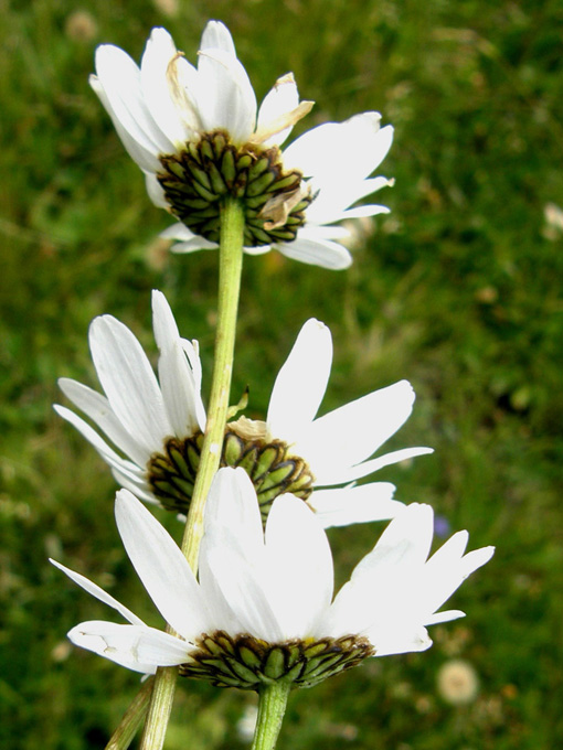 Leucanthemum vulgare  (Asteraceae)