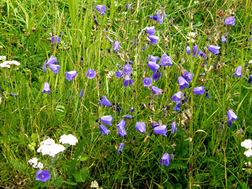 Campanula scheuchzeri