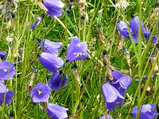 Campanula scheuchzeri