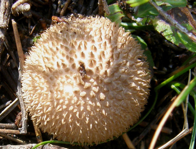 Lycoperdon da identificare