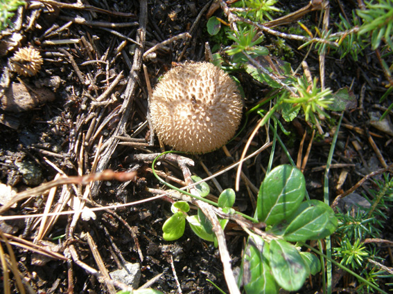 Lycoperdon da identificare