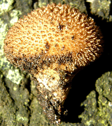 Lycoperdon da identificare