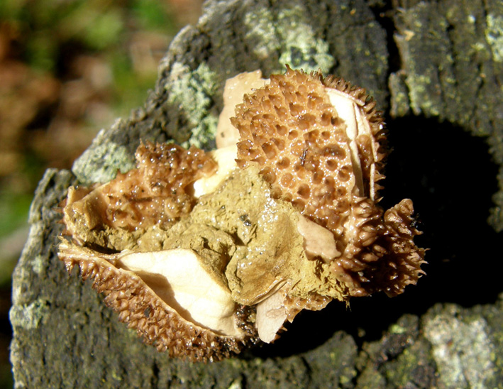 Lycoperdon da identificare