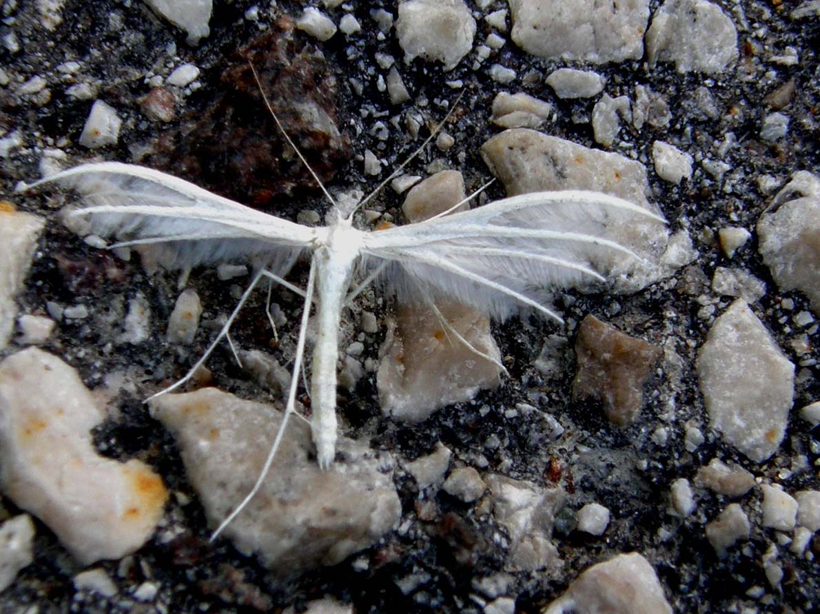 Pterophoridae: Pterophorus pentadactyla