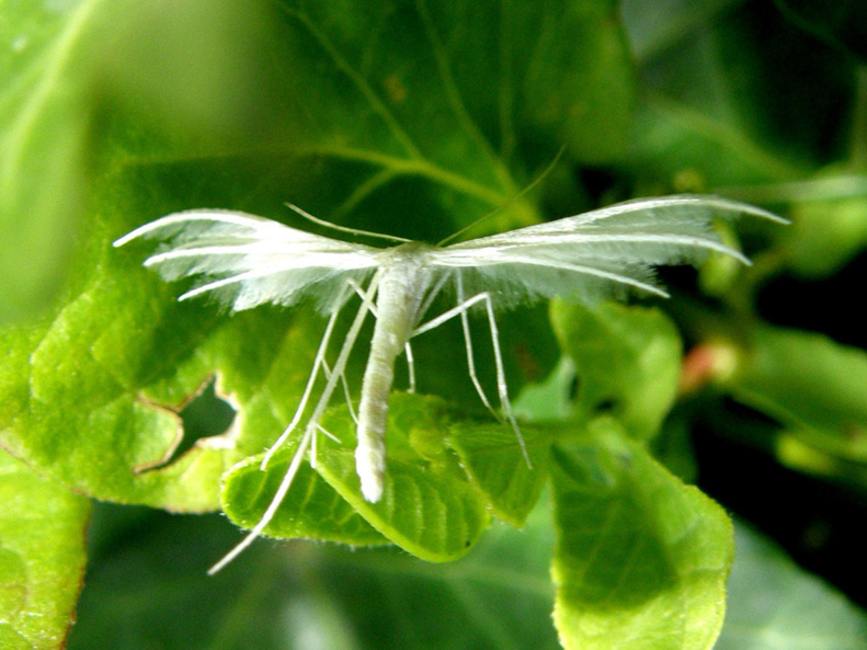 Pterophoridae: Pterophorus pentadactyla