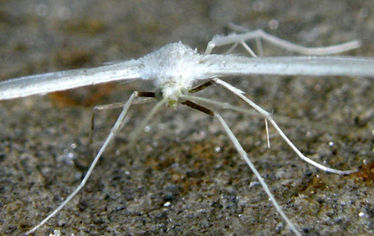 Pterophoridae: Pterophorus pentadactyla