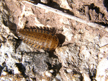 Silpha obscura?  e larva (di Xylodrepa quadripunctata?)