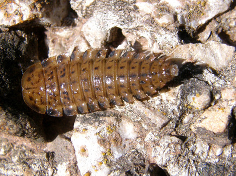 Silpha obscura?  e larva (di Xylodrepa quadripunctata?)