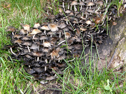 Invasione di Coprinus attorno ad un ceppo