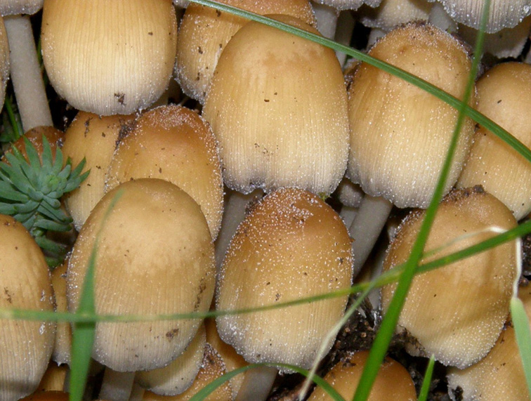 Invasione di Coprinus attorno ad un ceppo