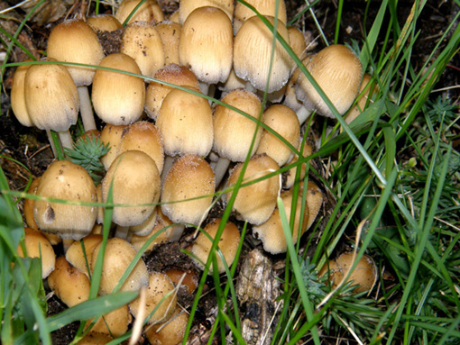 Invasione di Coprinus attorno ad un ceppo