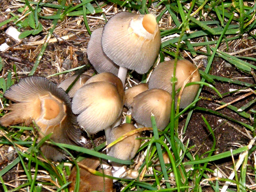 Invasione di Coprinus attorno ad un ceppo