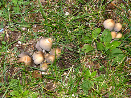 Invasione di Coprinus attorno ad un ceppo