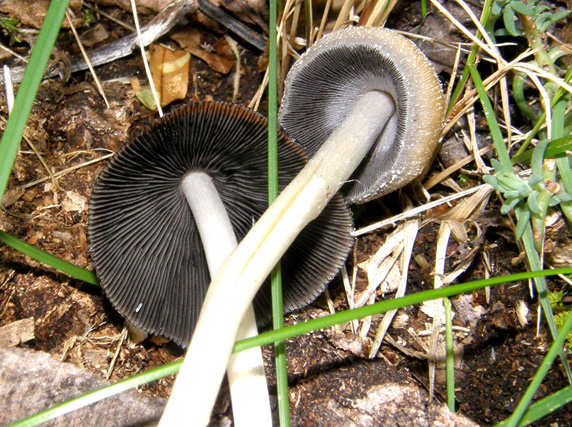 Invasione di Coprinus attorno ad un ceppo