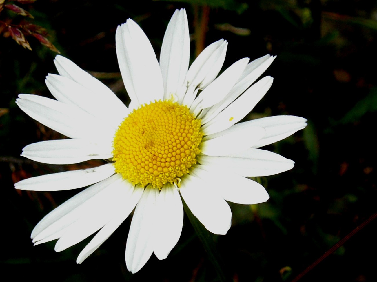 Leucanthemum vulgare  (Asteraceae)