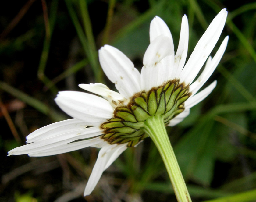 Leucanthemum vulgare  (Asteraceae)
