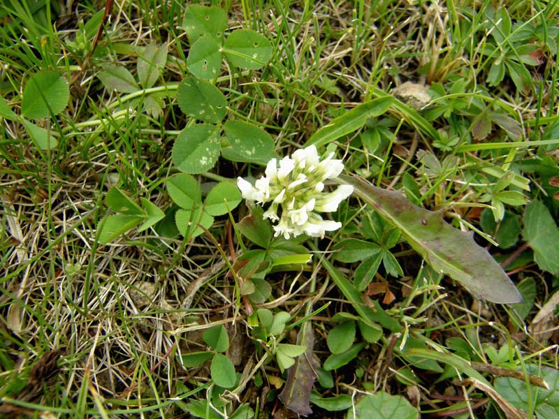 Trifolium pallescens / Trifoglio pallescente
