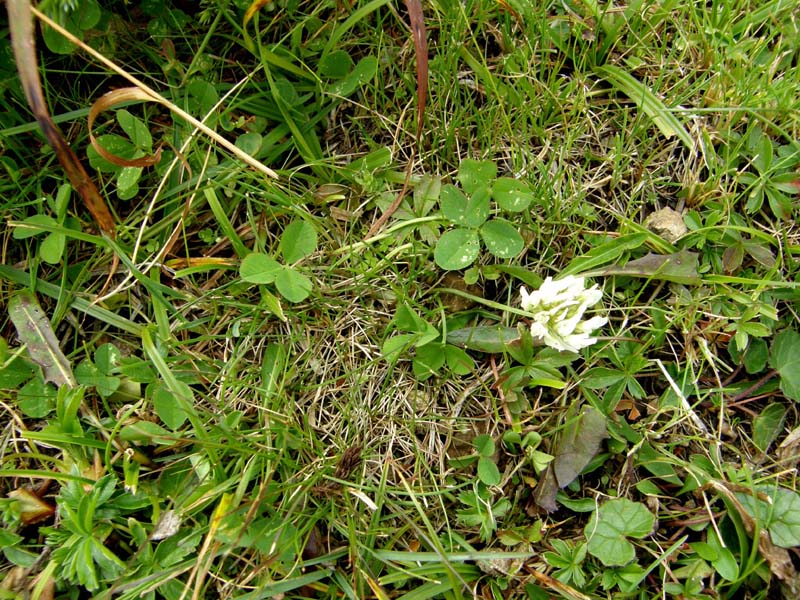 Trifolium pallescens / Trifoglio pallescente