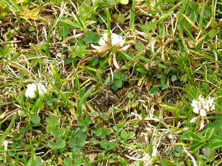 Trifolium pallescens / Trifoglio pallescente