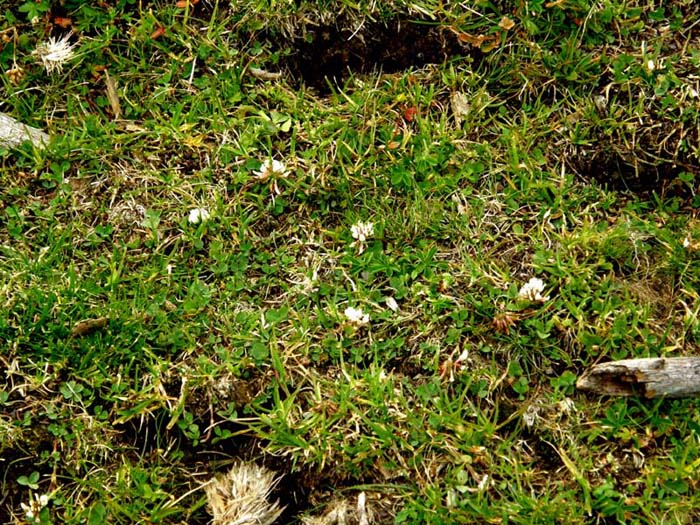 Trifolium pallescens / Trifoglio pallescente