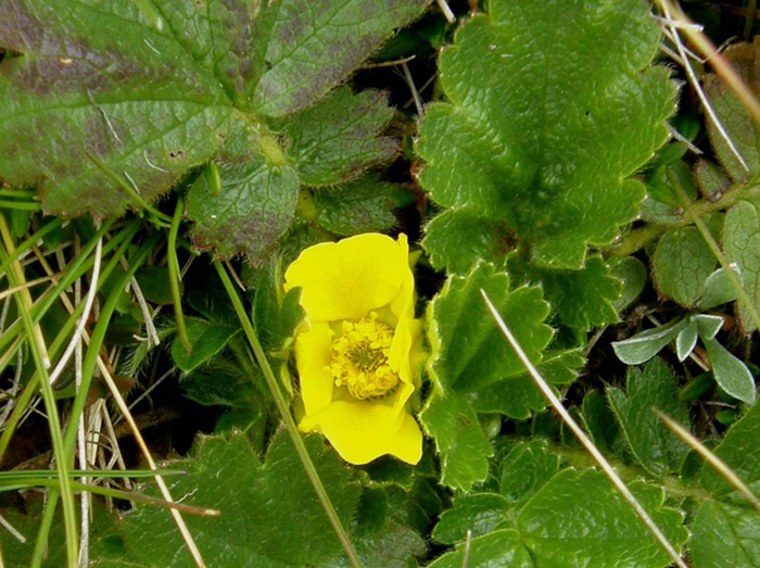 Geum montanum