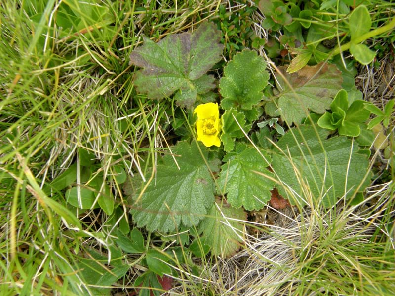 Geum montanum