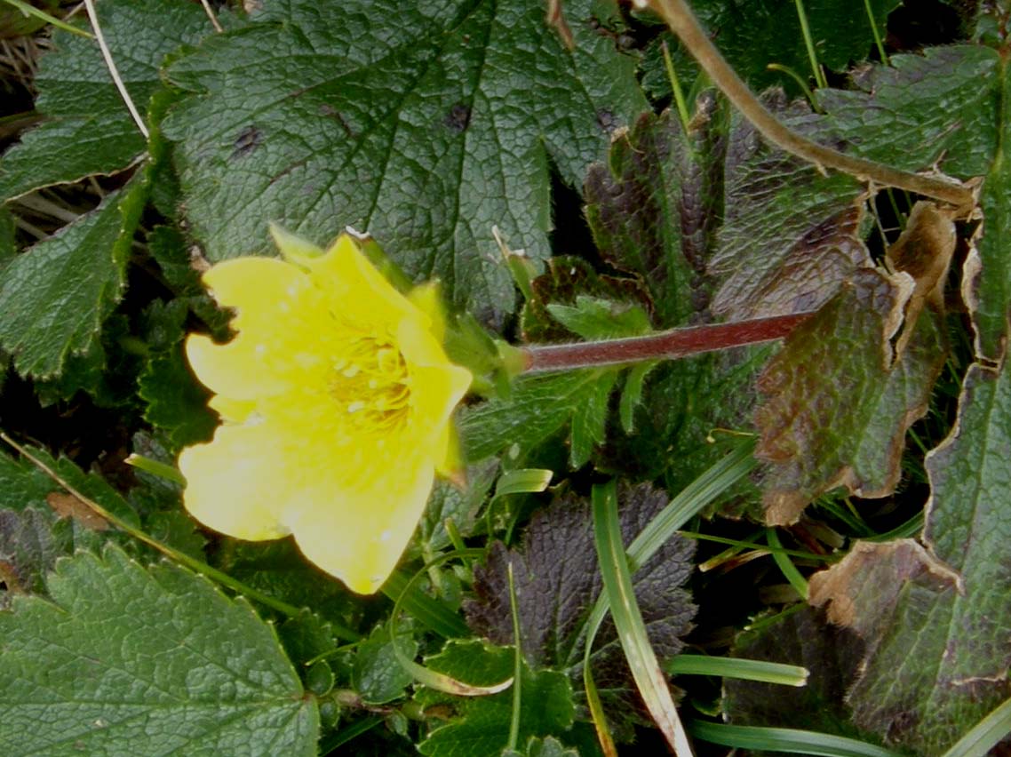 Geum montanum
