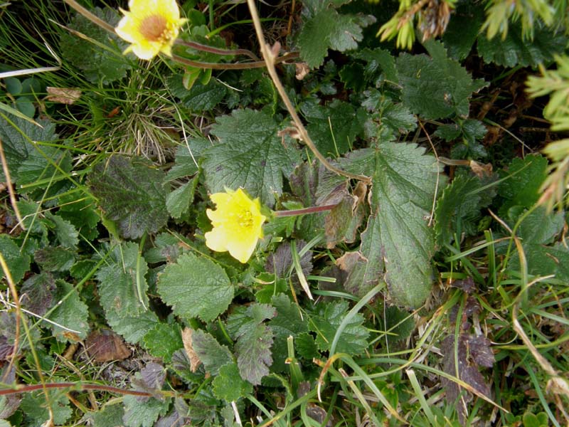 Geum montanum