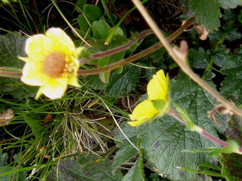 Geum montanum