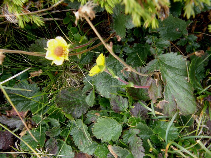 Geum montanum