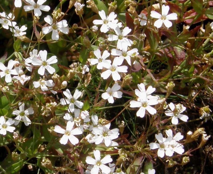 Atocion rupestre (=Silene rupestris) / Silene delle rupi